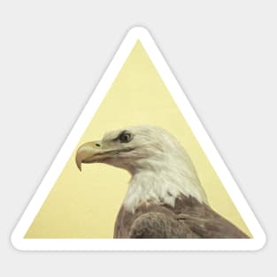 Eagle Eyed Sticker